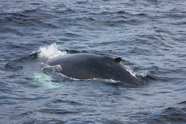 Sept 26 Humpback whale